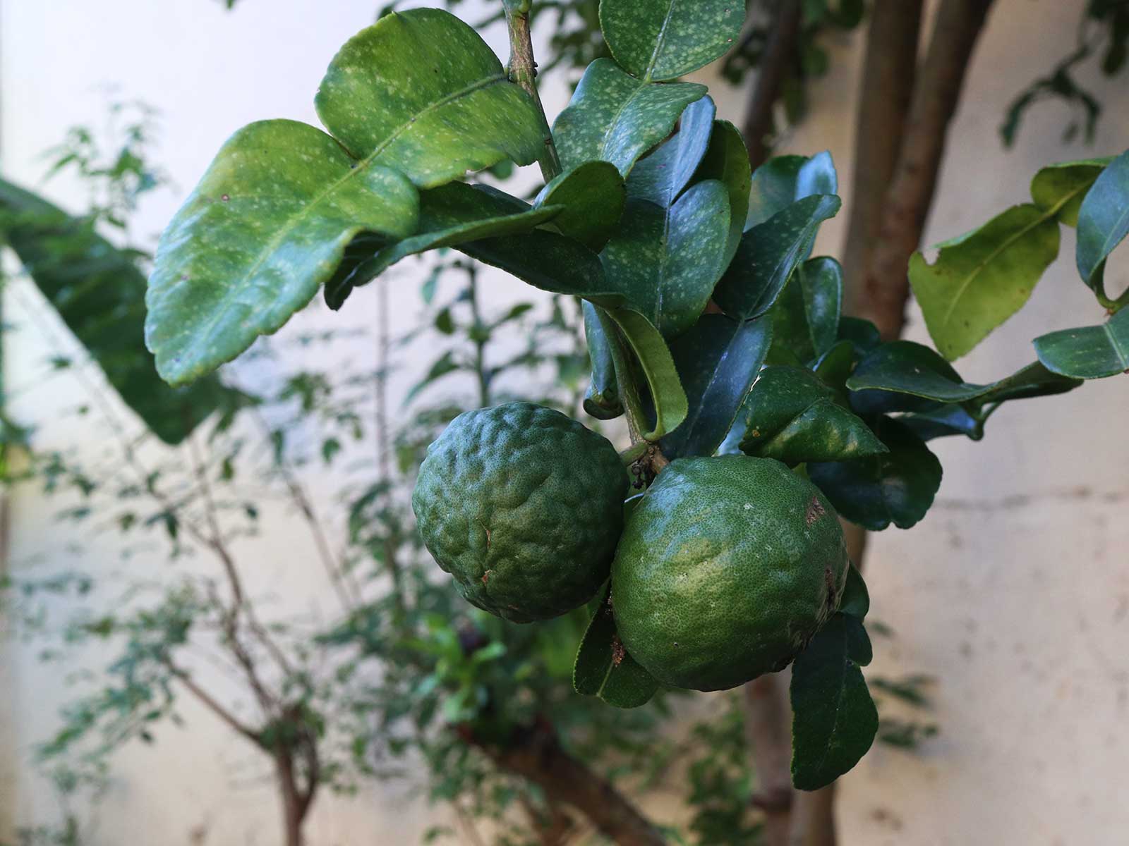 Kaffir limes and leaves