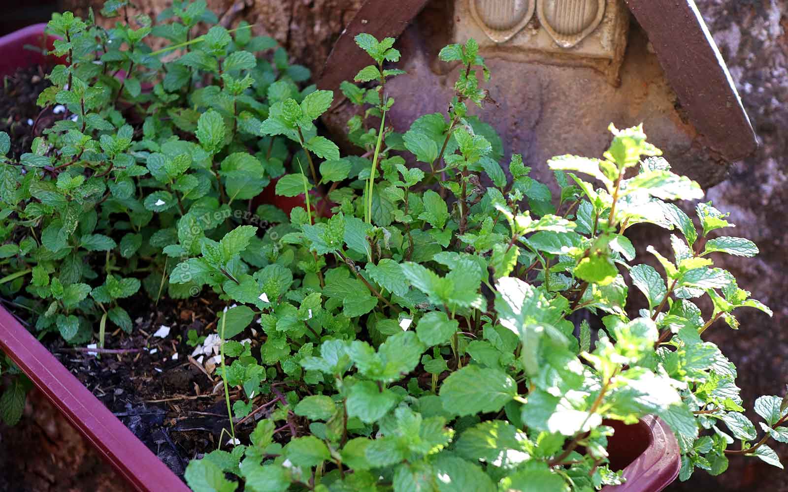 Spearmint