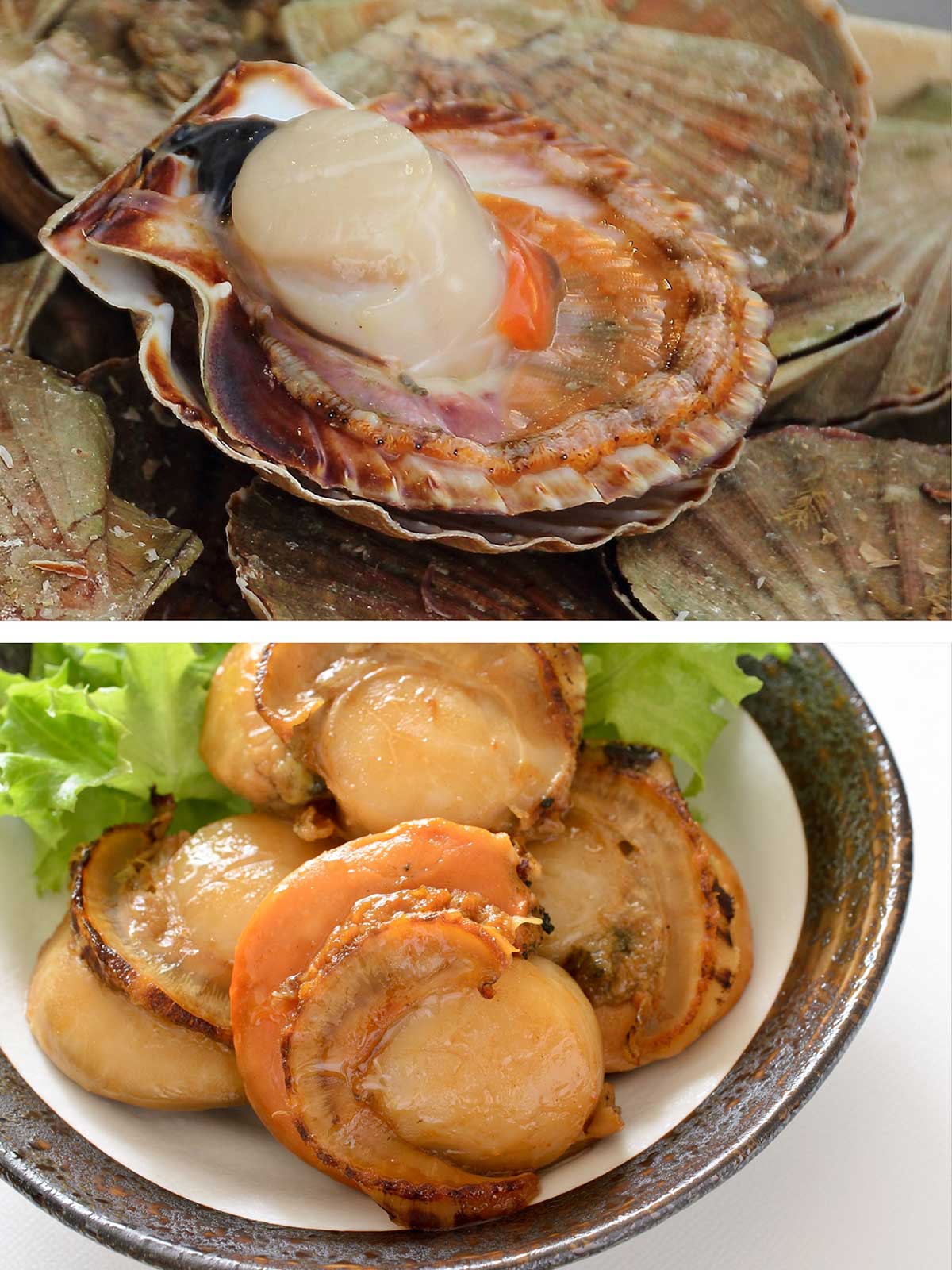 Scallop in shell